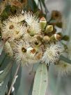 Eucalyptus melliodora