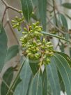 Eucalyptus michaeliana