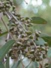 Eucalyptus michaeliana