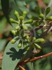 Eucalyptus multicaulis