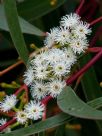 Eucalyptus multicaulis