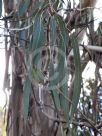 Eucalyptus nitens