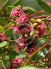 Eucalyptus nutans