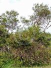 Eucalyptus nutans