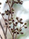 Eucalyptus obliqua