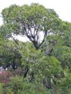 Eucalyptus obliqua