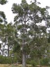 Eucalyptus obliqua