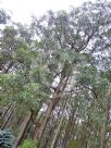 Eucalyptus obliqua