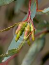 Eucalyptus occidentalis