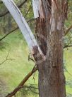 Eucalyptus occidentalis