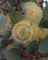 Eucalyptus orbifolia