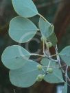 Eucalyptus orbifolia