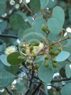 Eucalyptus orbifolia