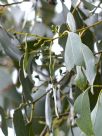 Eucalyptus ovata