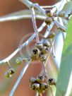 Eucalyptus ovata