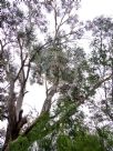 Eucalyptus ovata