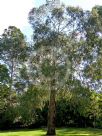 Eucalyptus ovata