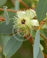 Eucalyptus pachyphylla