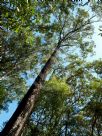 Eucalyptus paniculata