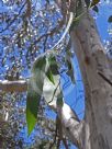 Eucalyptus pauciflora