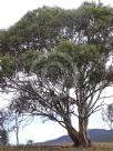 Eucalyptus pauciflora