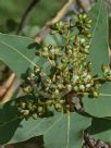 Corymbia peltata