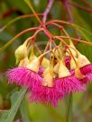 Eucalyptus petiolaris