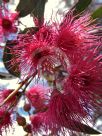 Eucalyptus petiolaris