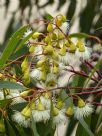 Eucalyptus petiolaris