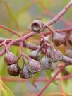 Eucalyptus petiolaris