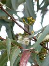 Eucalyptus pilularis