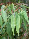 Eucalyptus pilularis