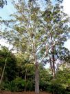 Eucalyptus pilularis