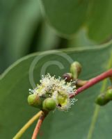 Eucalyptus platyphylla