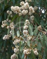 Eucalyptus propinqua