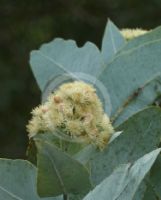 Eucalyptus pruinosa