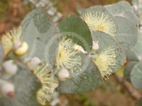 Eucalyptus pulverulenta