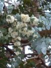 Eucalyptus pulverulenta