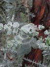 Eucalyptus pulverulenta