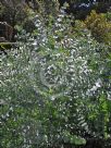 Eucalyptus pulverulenta