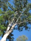 Eucalyptus saligna