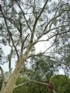 Eucalyptus scoparia