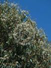 Eucalyptus sieberi