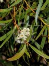 Eucalyptus stricta