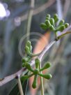 Eucalyptus tenuiramis