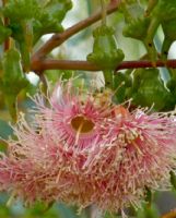 Eucalyptus torquata