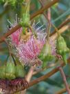 Eucalyptus torquata