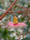 Eucalyptus torquata