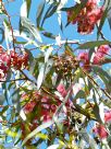 Eucalyptus torquata