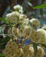 Eucalyptus umbra